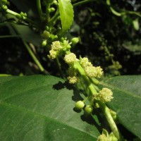 Cleidion javanicum Blume